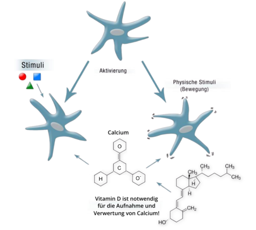 Abbildung Kollagen-Peptide, Calcium und Vitamin D