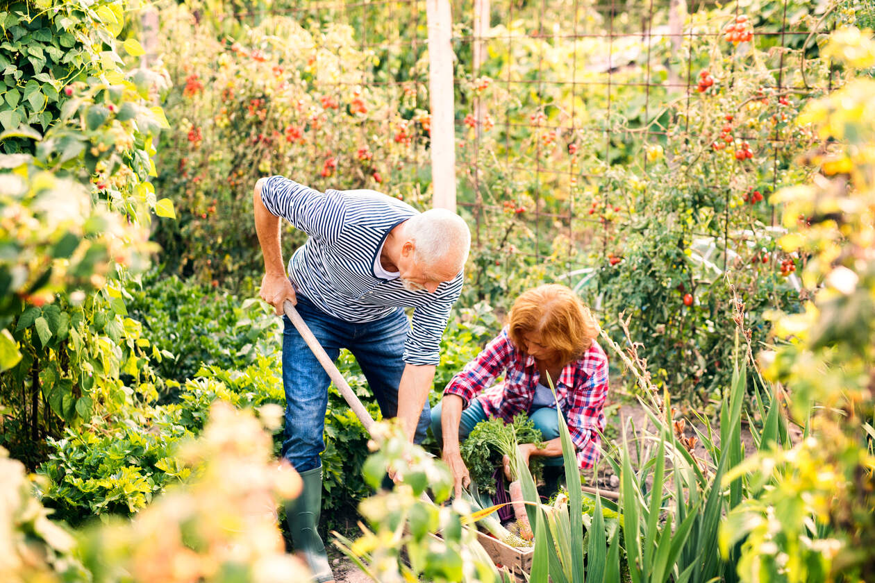 Ehepaar bei der Gartenarbeit