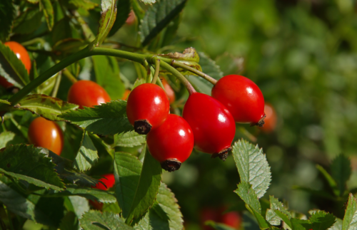 Bild Hagebutte