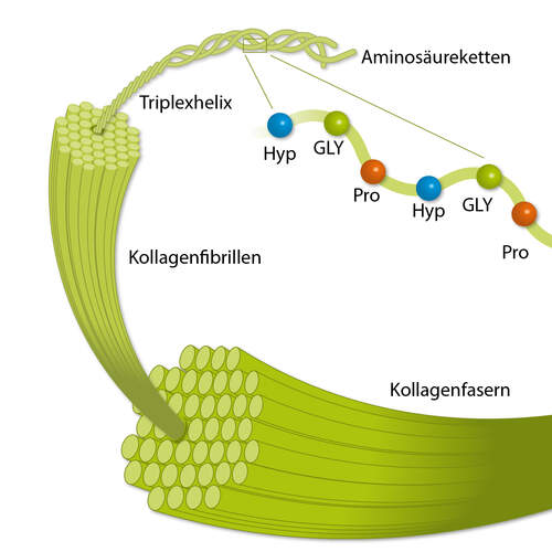 Aufbau Kollagenfasern