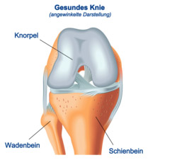 gesundes Knie
